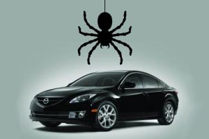 wandering_spiders_lead_mazda_to_recall_65000_cars