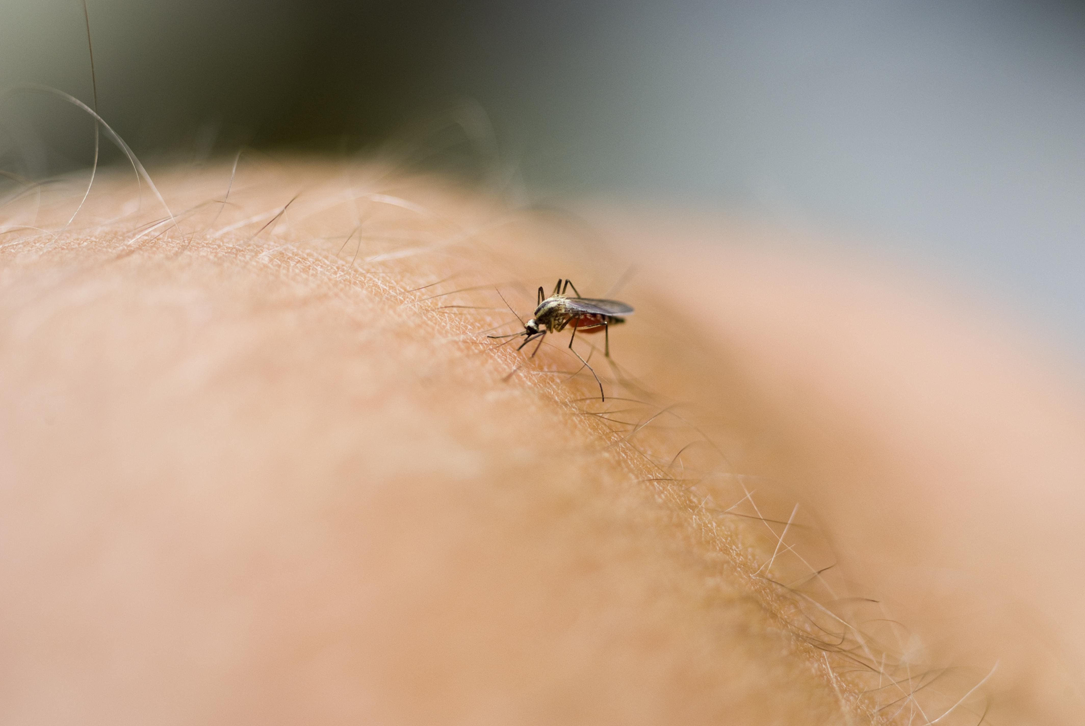Macro view of a Mosquito (Culex tarsalis) biting and drawing blood from a human arm