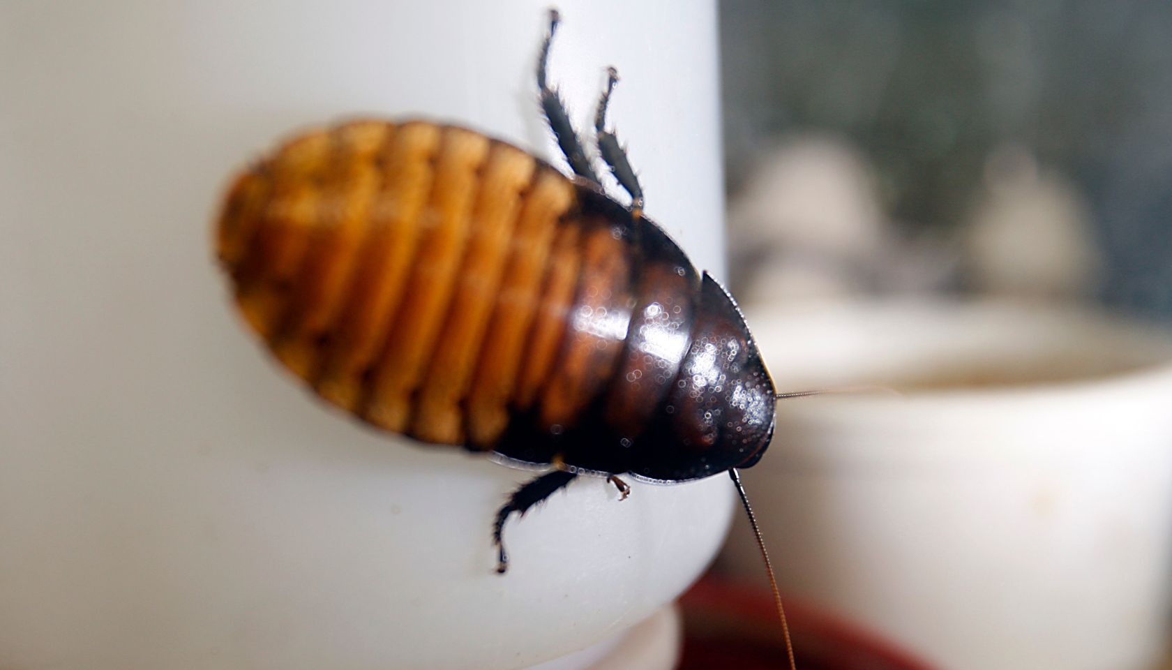 A hissing roach grows in a terrarium at Rainbow Mealworms and Crickets, one of the largest wholesal