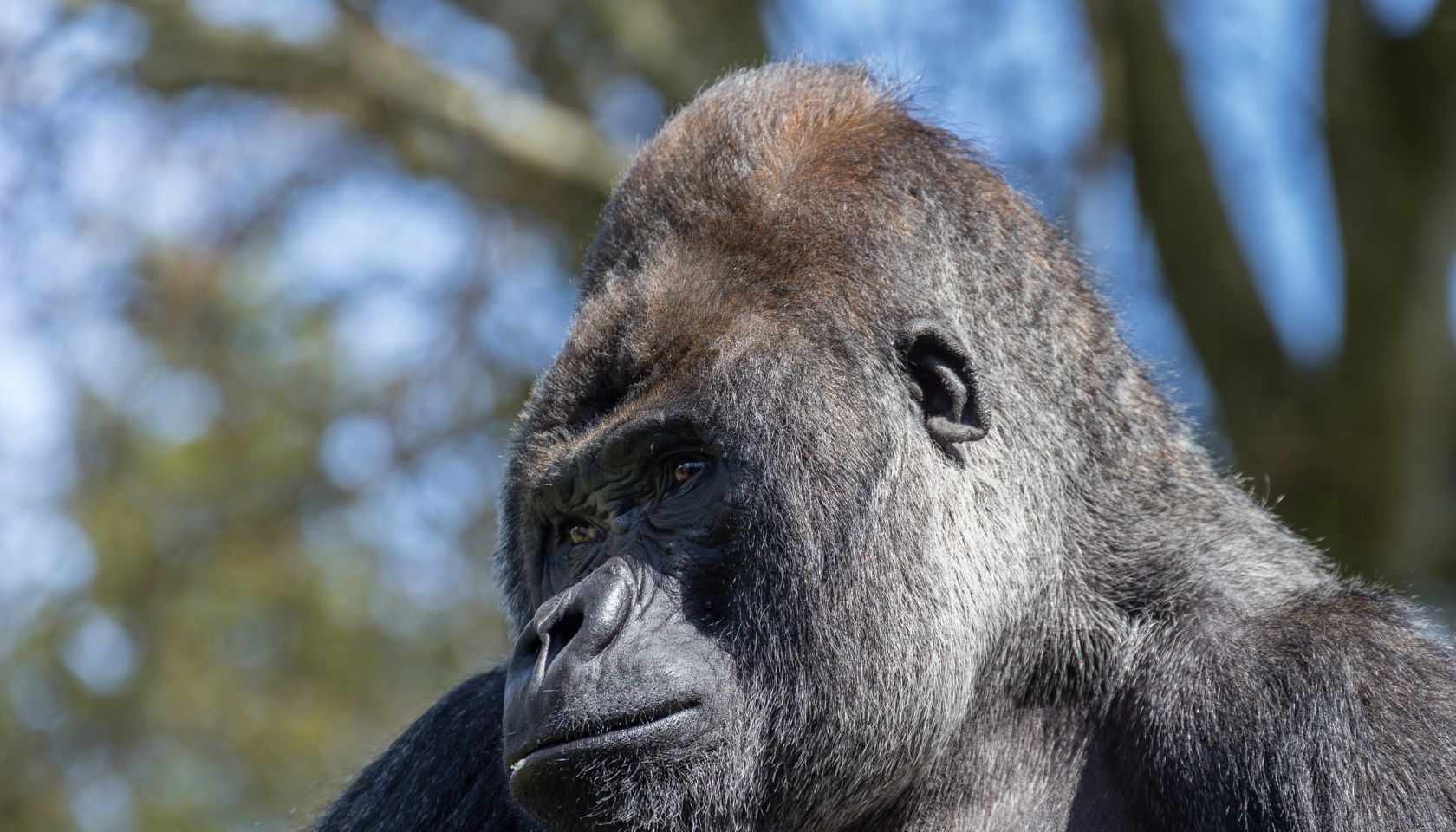 Gorilla
