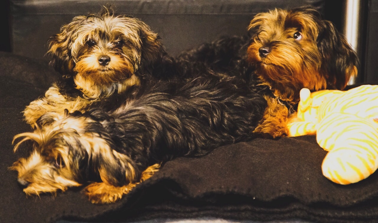 Da Brat's dogs