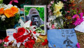 Controversy Rages After Shooting Death Of Endangered Gorilla At Cincinnati Zoo