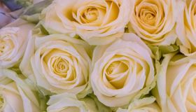 Close-Up of Roses Petals