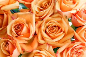 Orange roses bundle