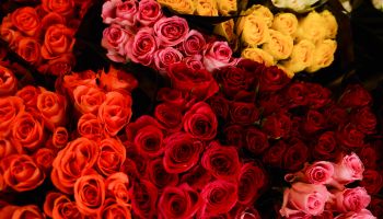 Full Frame Shot Of Rose Bouquets