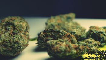Close Up Of Marijuana On Table