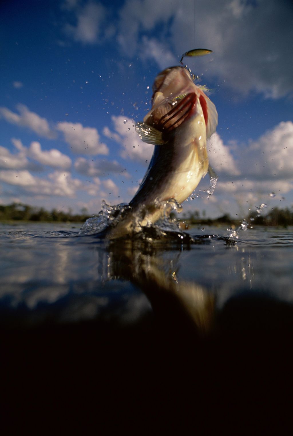 Fish jumping out of water
