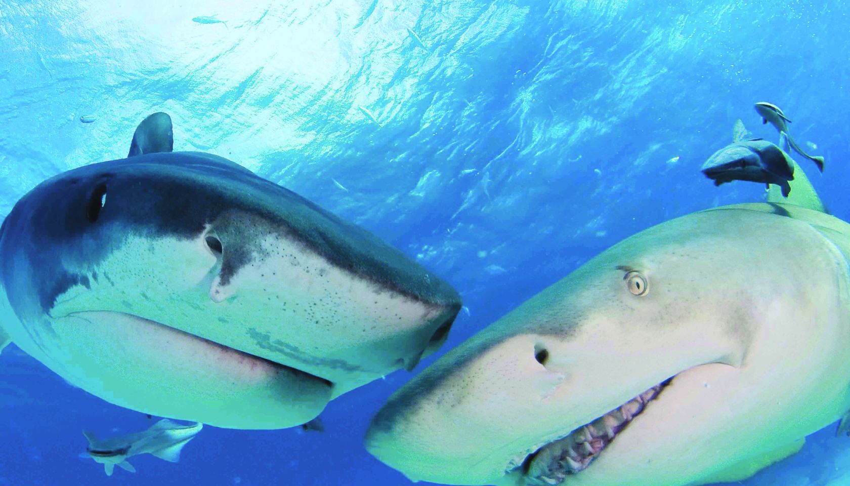 Sharks