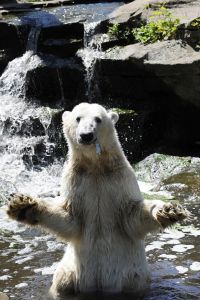 Polar bear Knut catches a fish as he is