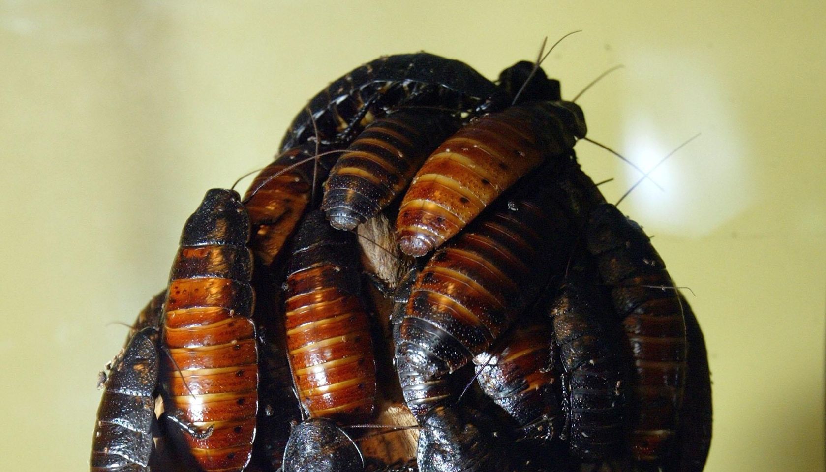 CDC Increases Awareness To Health Risks Associated With Exotic Pets
