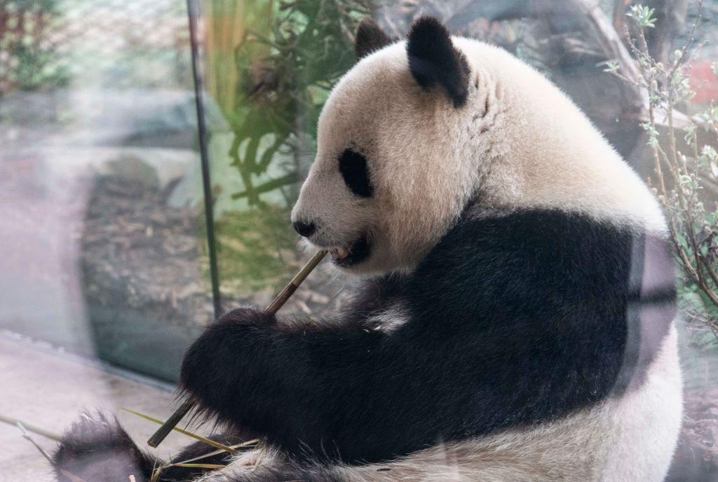 GERMANY-ANIMALS-ZOO-PANDA