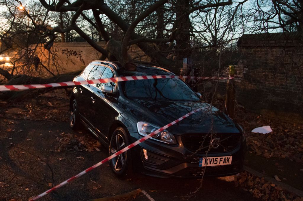 A Greenwich Park tree crashes into car
