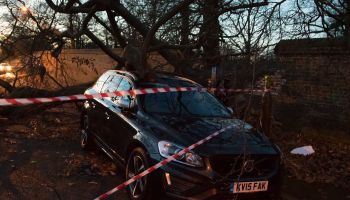A Greenwich Park tree crashes into car