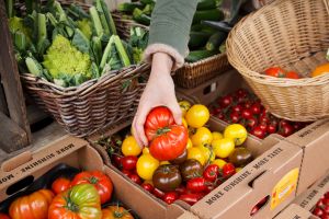 CU of hand picking up tomatoes from vegetable box to put into basket at organic farm shop.