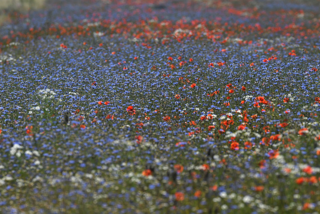 Wildflowers on the Peene