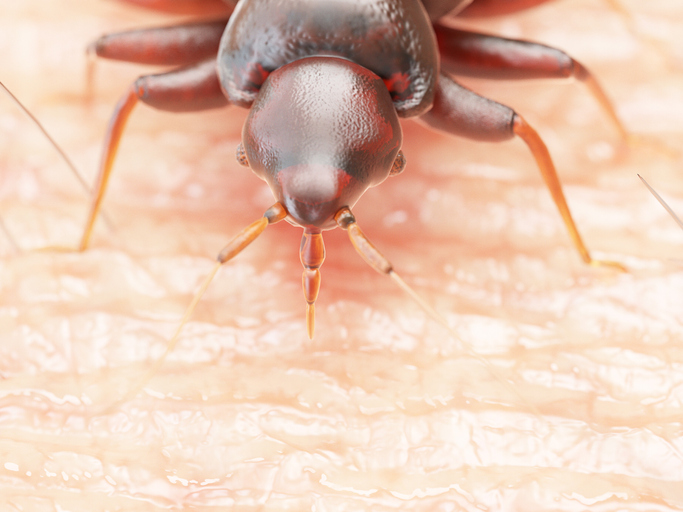 Illustration of a bedbug on human skin