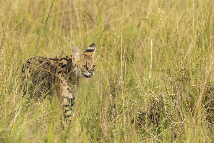 A female serval cat walking among tall grasses in the grasslands of Masai Mara National Reserve during a wildlife safari