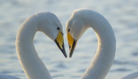 Swans Appear To Make Heart Shape