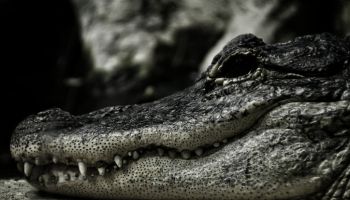 Close-Up Of Crocodile In Zoo