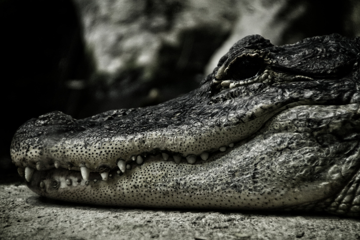 Close-Up Of Crocodile In Zoo