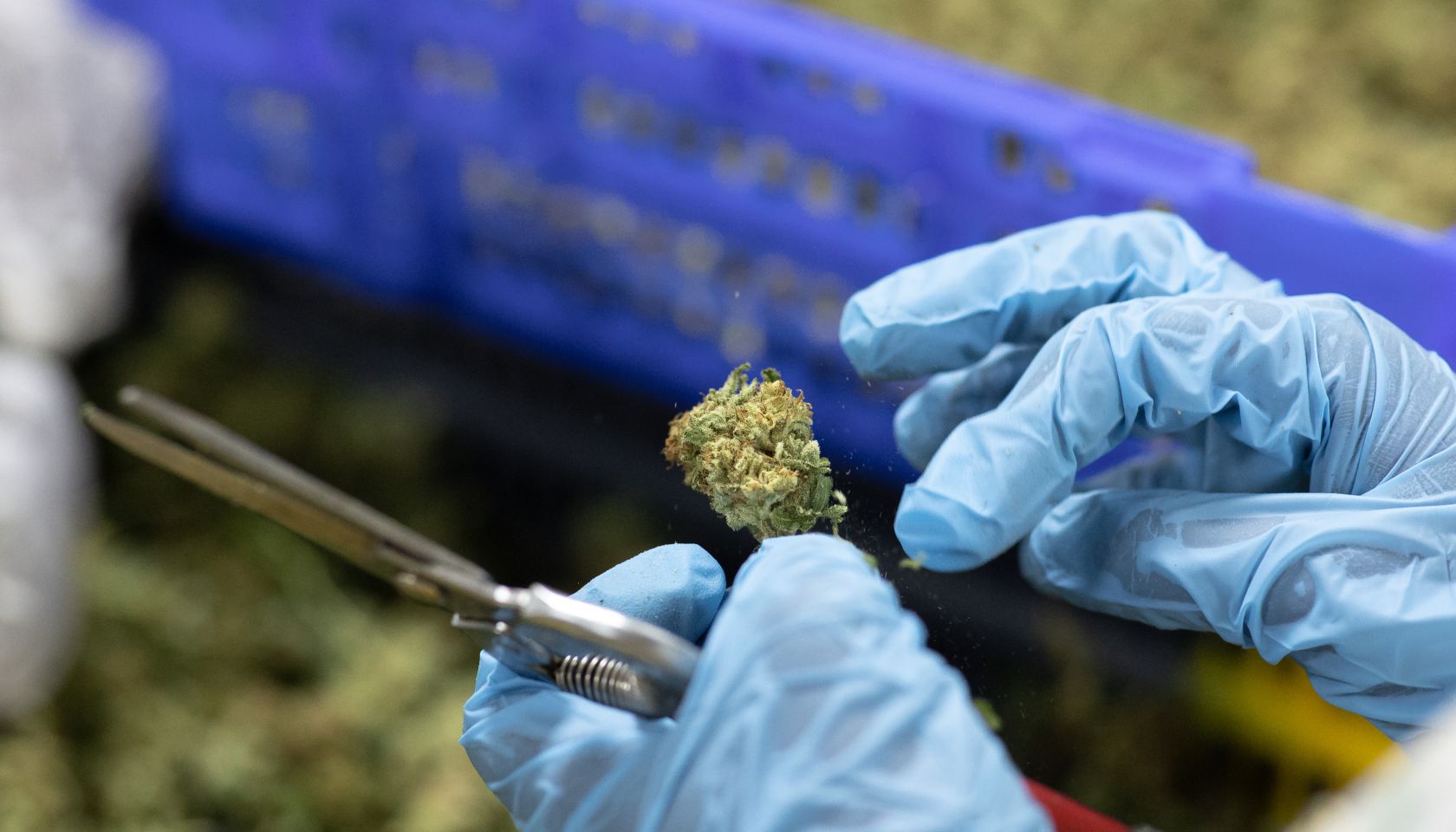 Marijuana Harvesting
