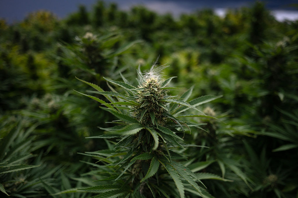 URUGUAY-AGRICULTURE-MARIJUANA-FEATURE